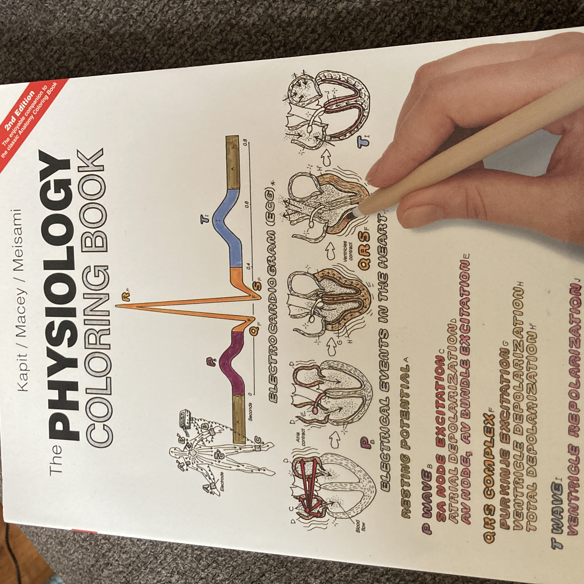 The Physiology Coloring Book