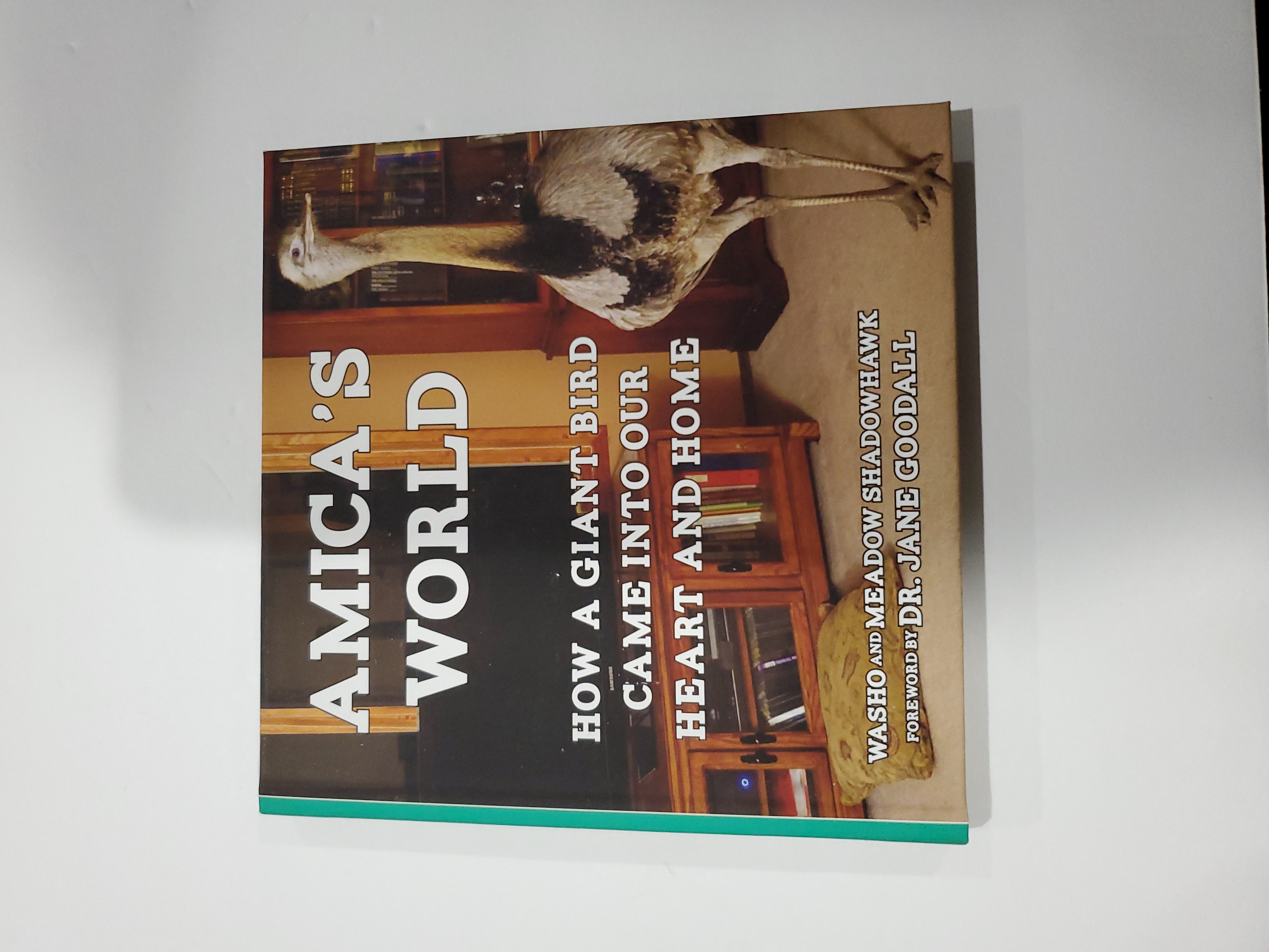 Amica's World