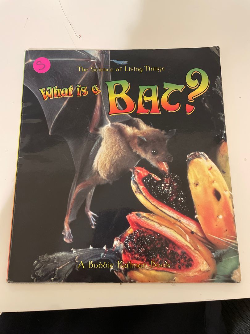 What Is a Bat?