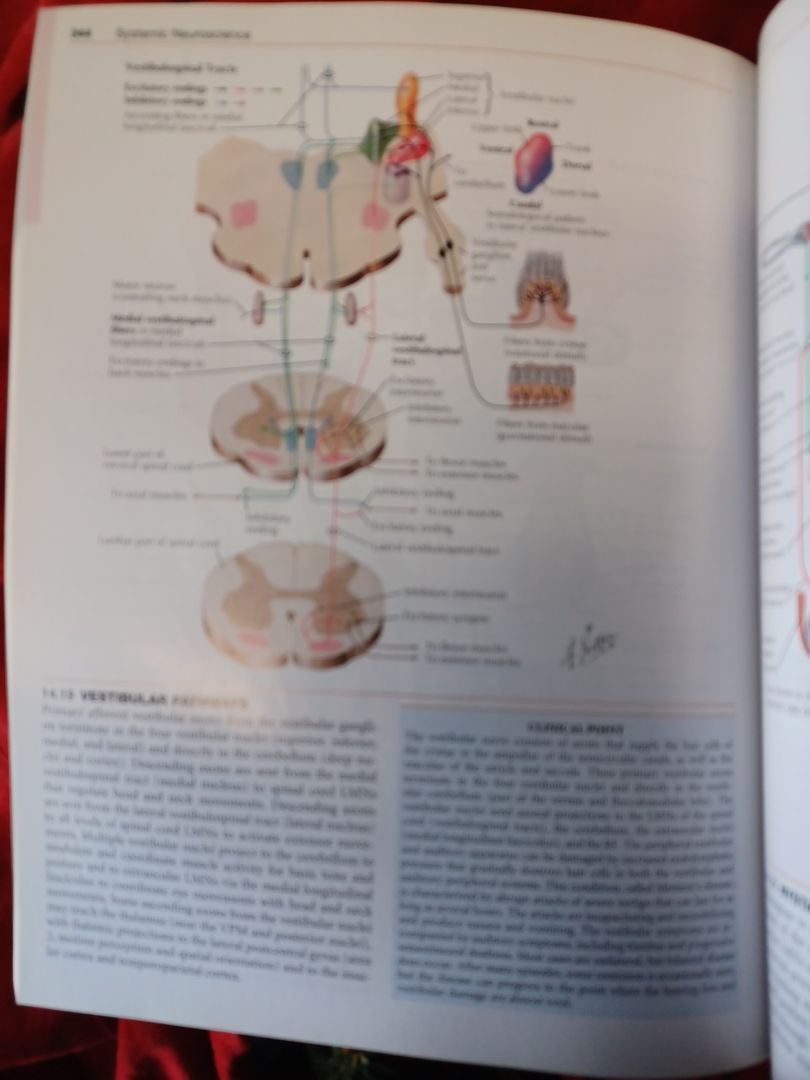 Netter's Atlas of Neuroscience by David L. Felten, Anil Shetty