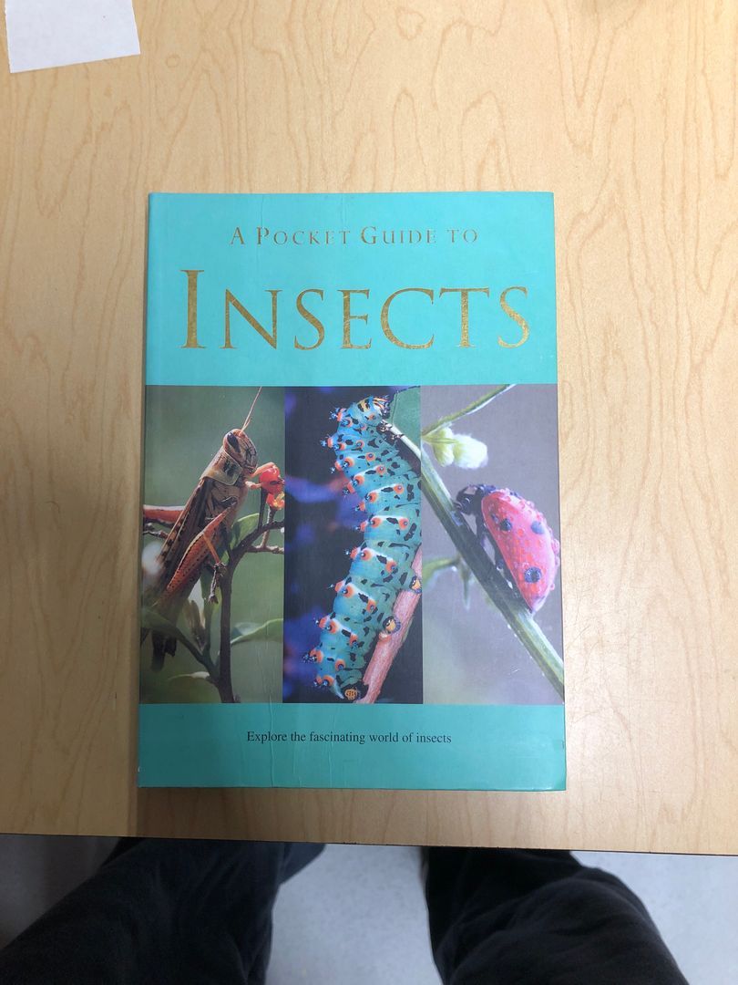 A Pocket Guide to Insects