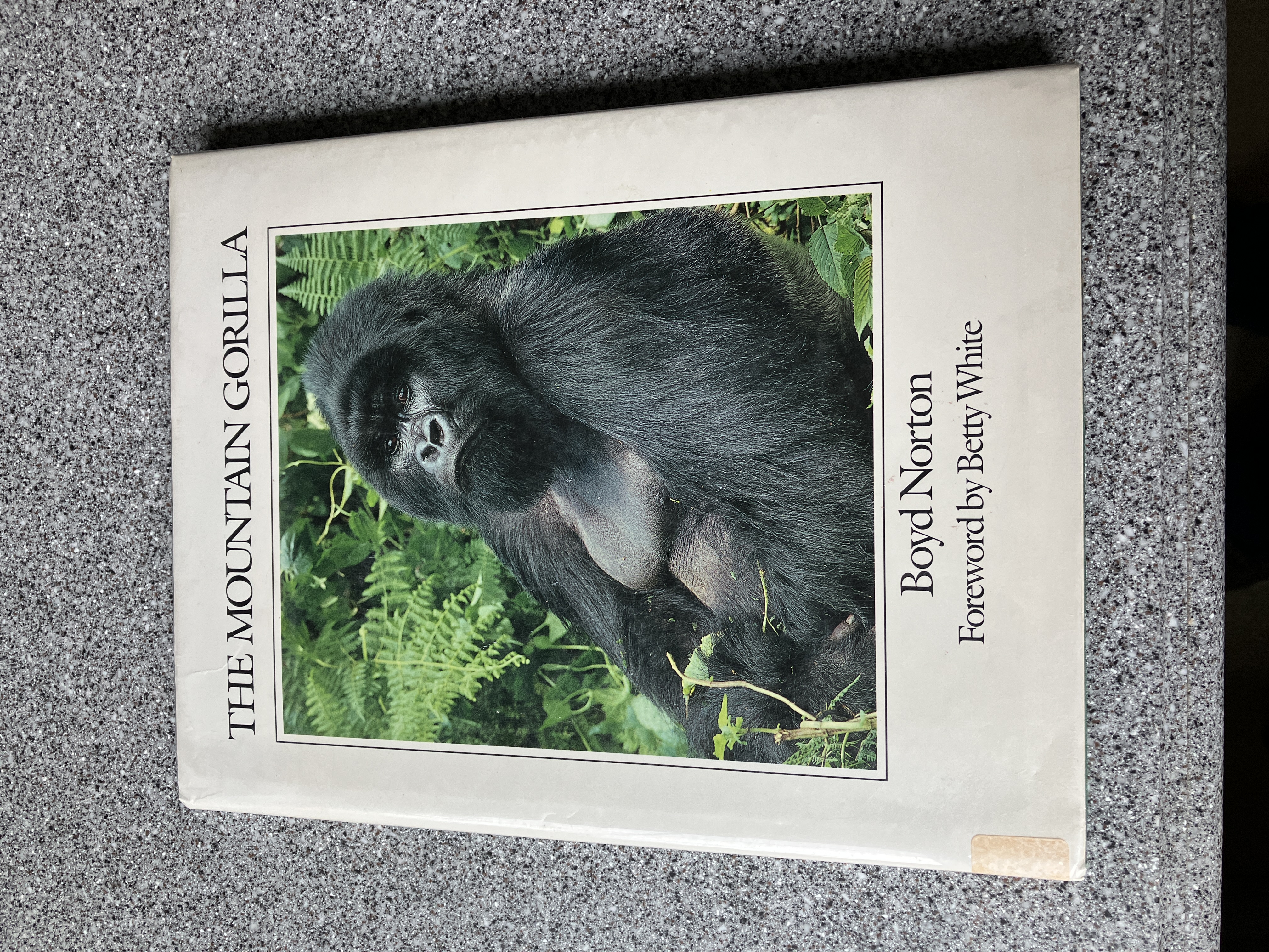 The Mountain Gorilla