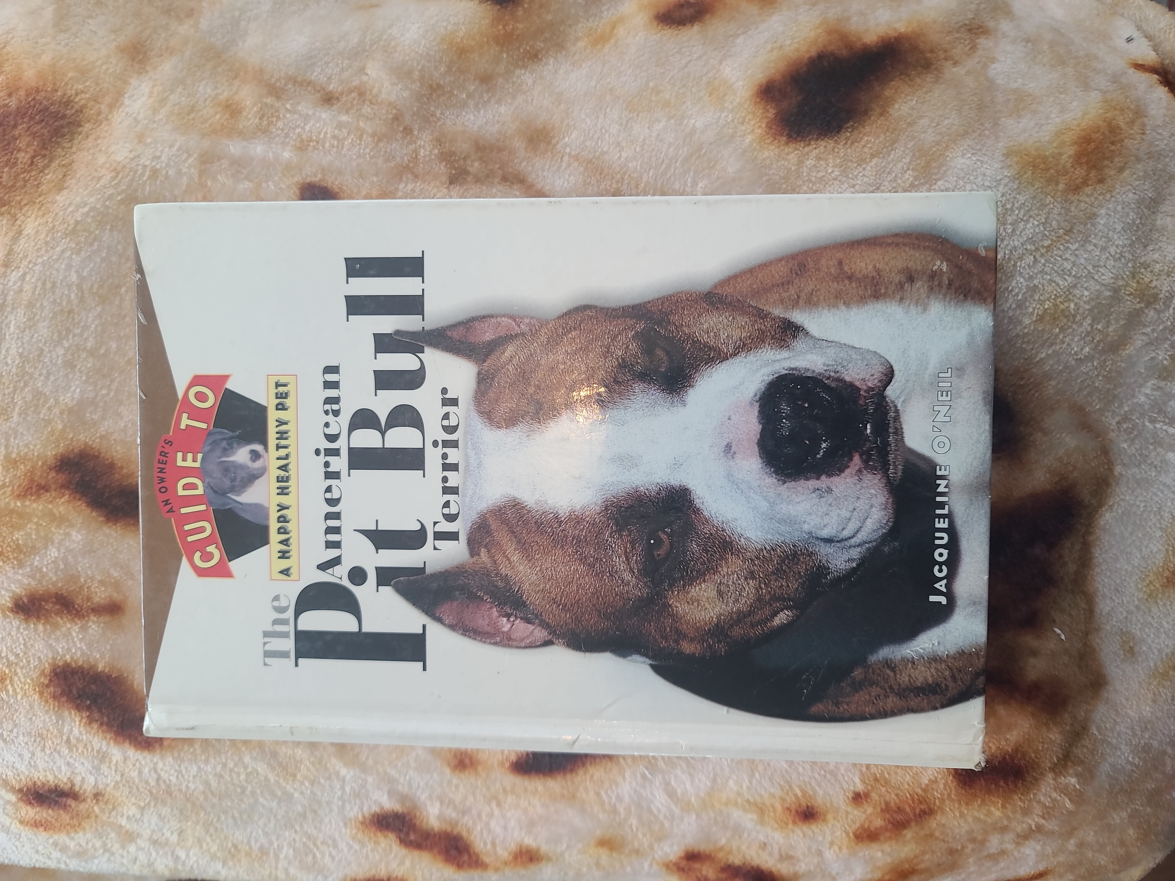 The American Pit Bull Terrier