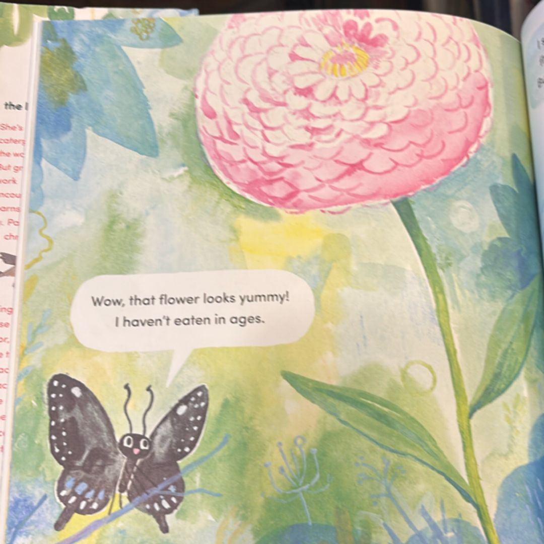 Papilio