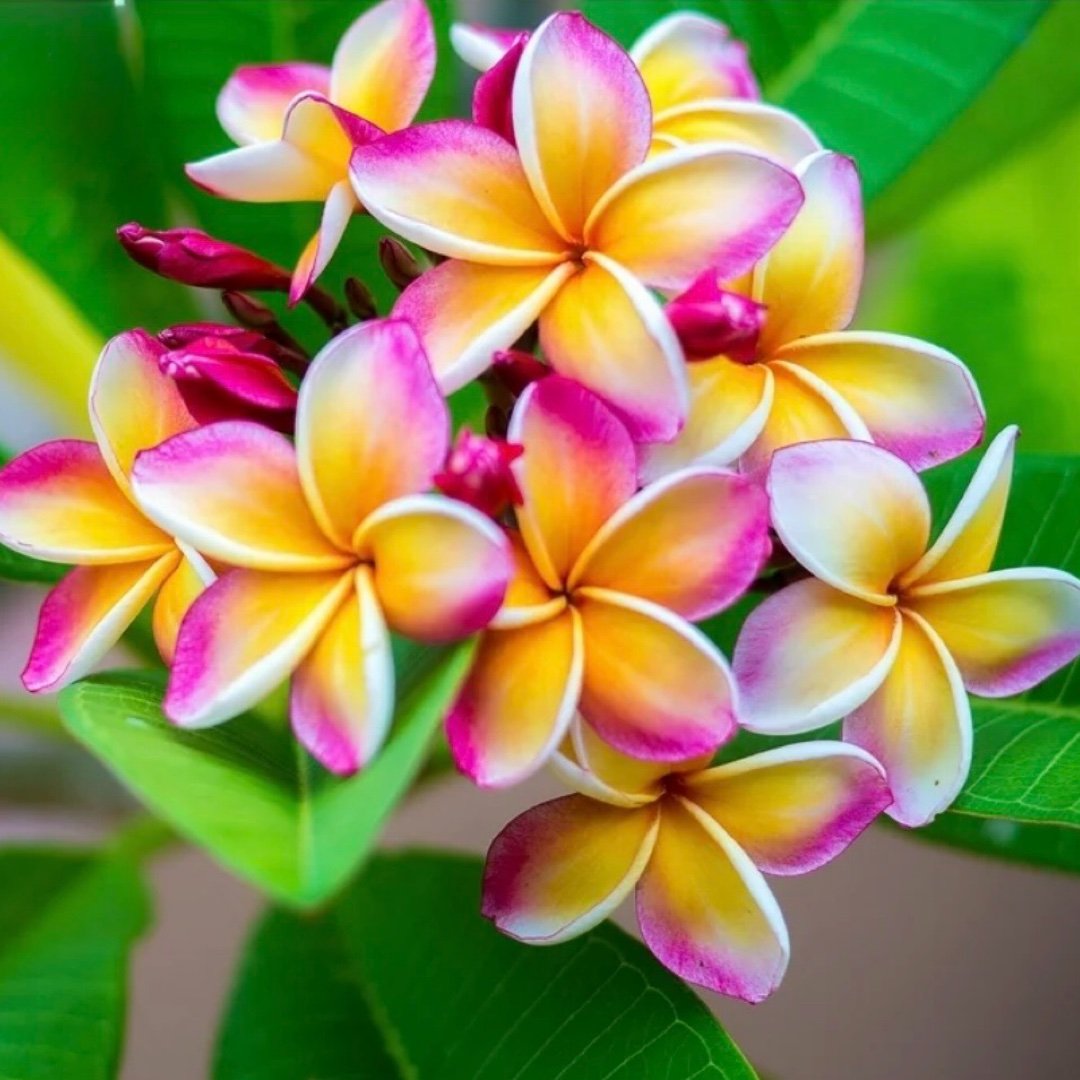 AlohaBookNook