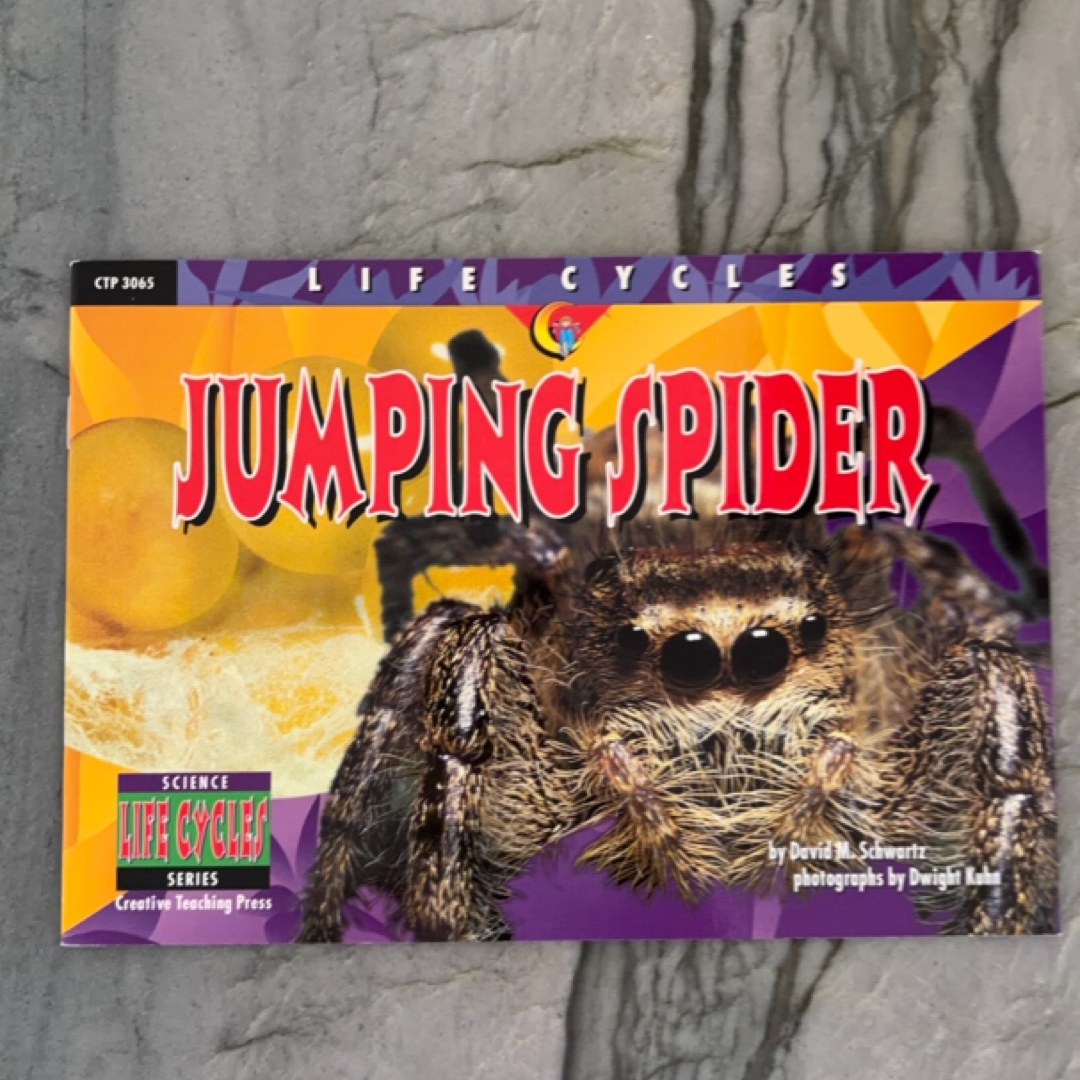 Jumping Spider