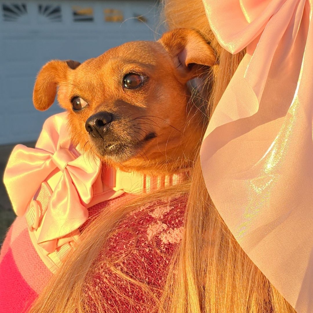 shinypeanut's shelves 📚👻🎀