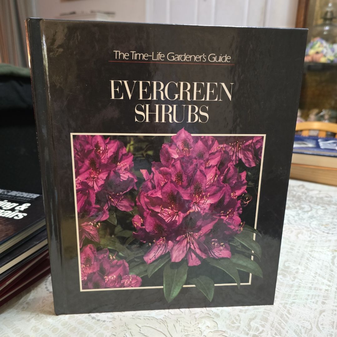 Evergreen Shrubs