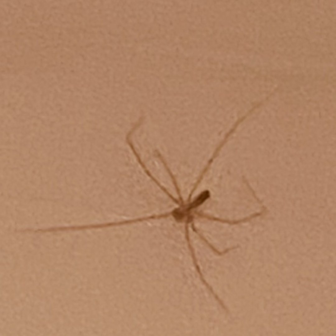 Yelhsa1
