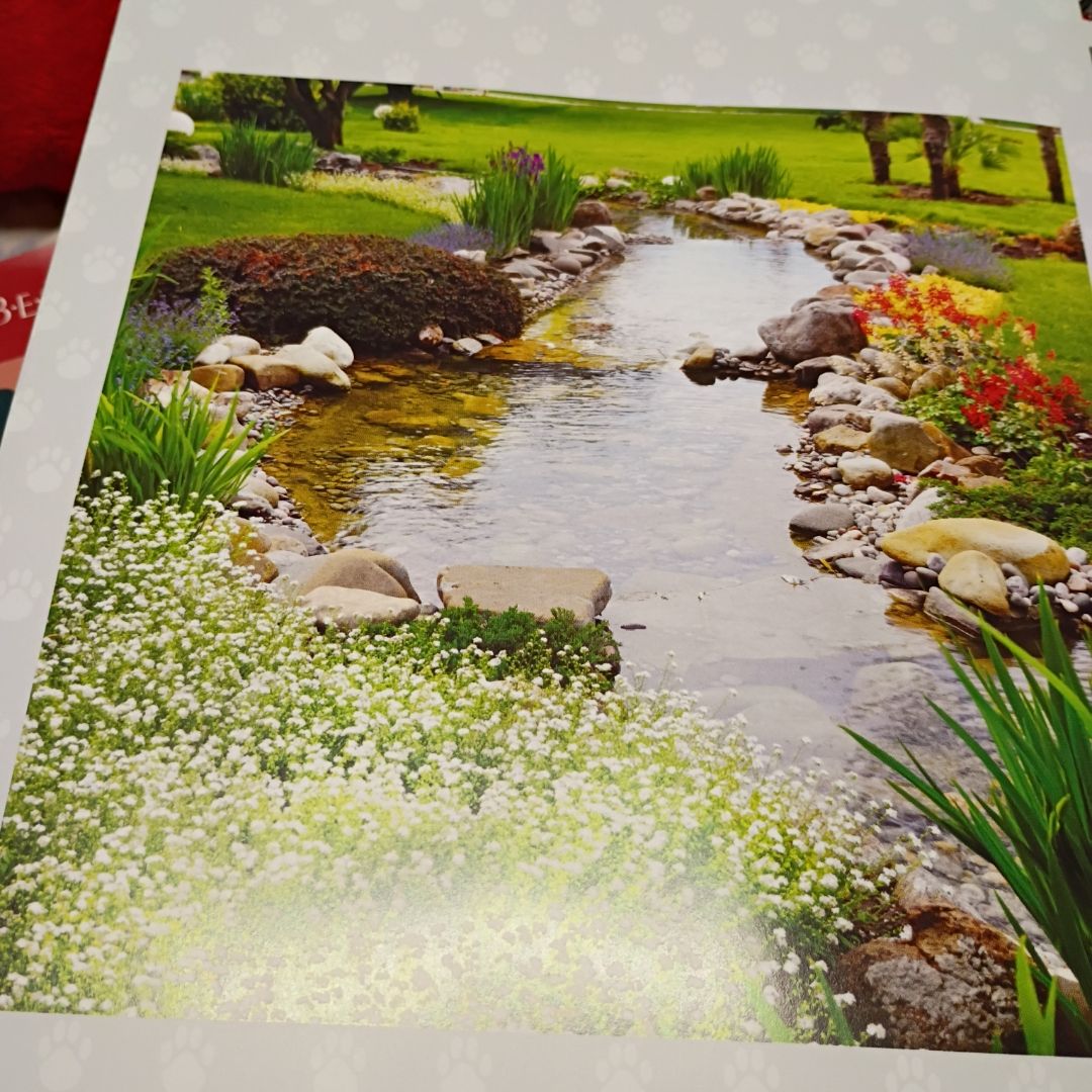 Brain Games - Find the Cat