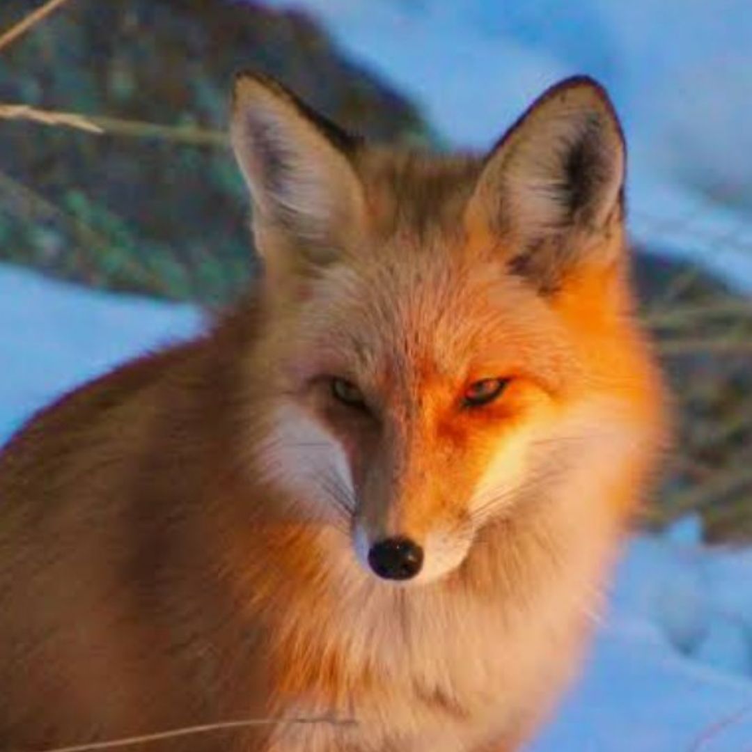 Fox Den