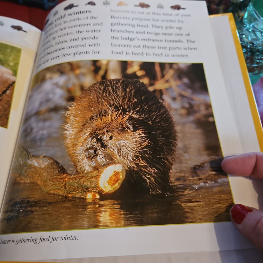 The Life Cycle of a Beaver