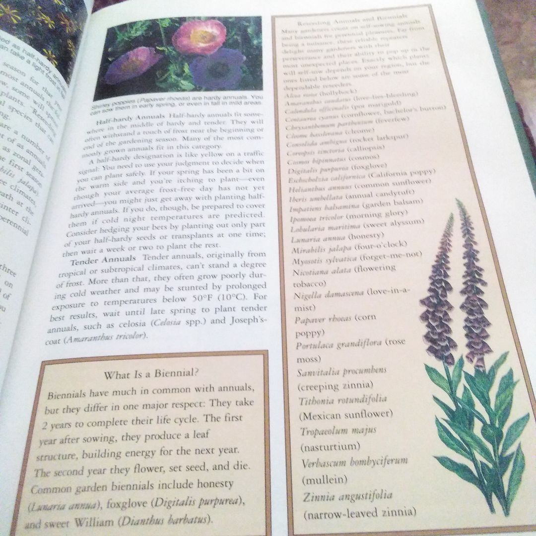 Annuals and Bulbs