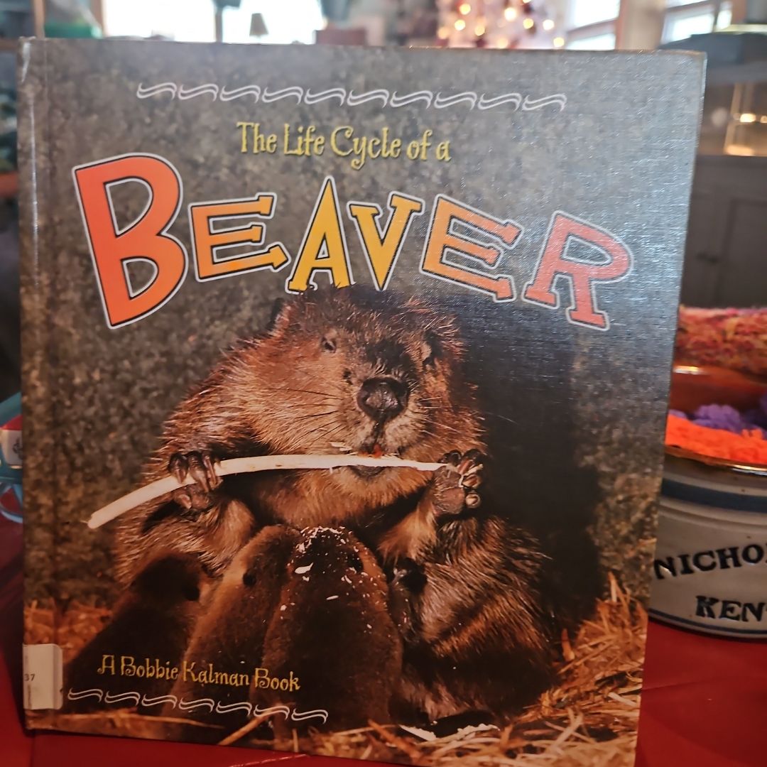 The Life Cycle of a Beaver