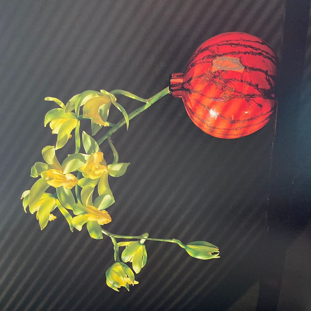Mapplethorpe: the Complete Flowers by Robert Mapplethorpe, Herbert