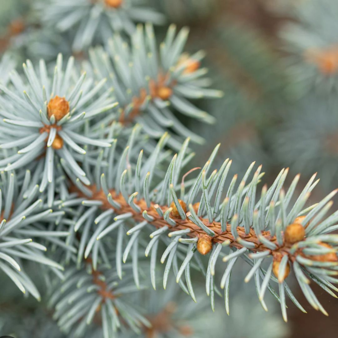 Blue Spruce Nook