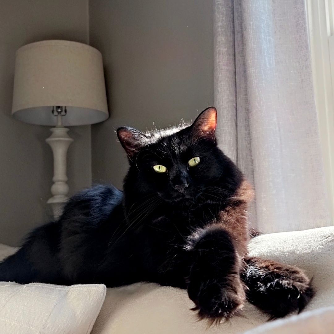 Kat
