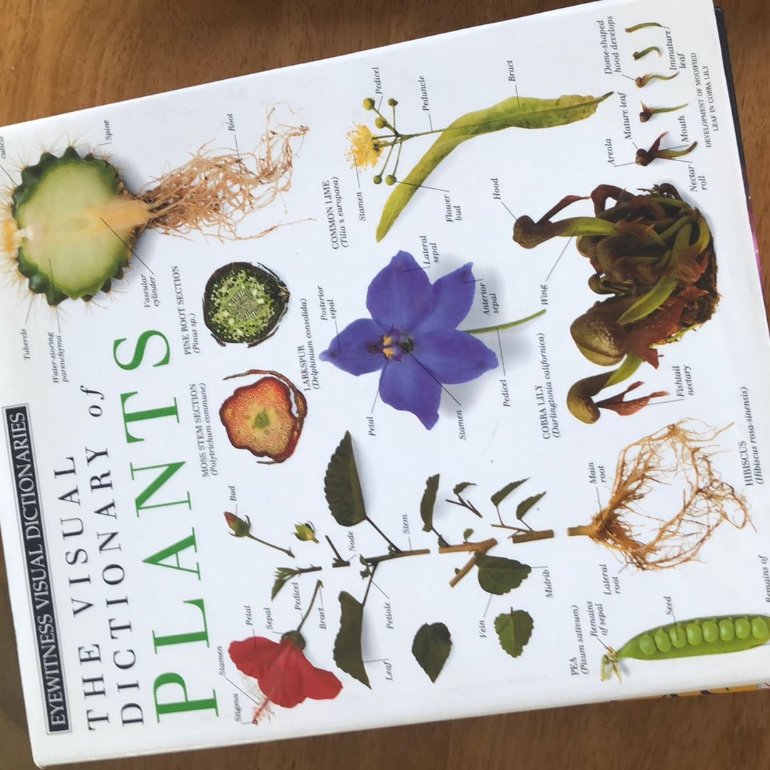 Plants