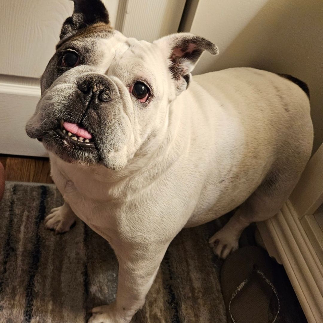 Ava