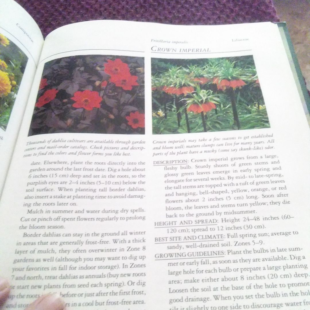 Annuals and Bulbs