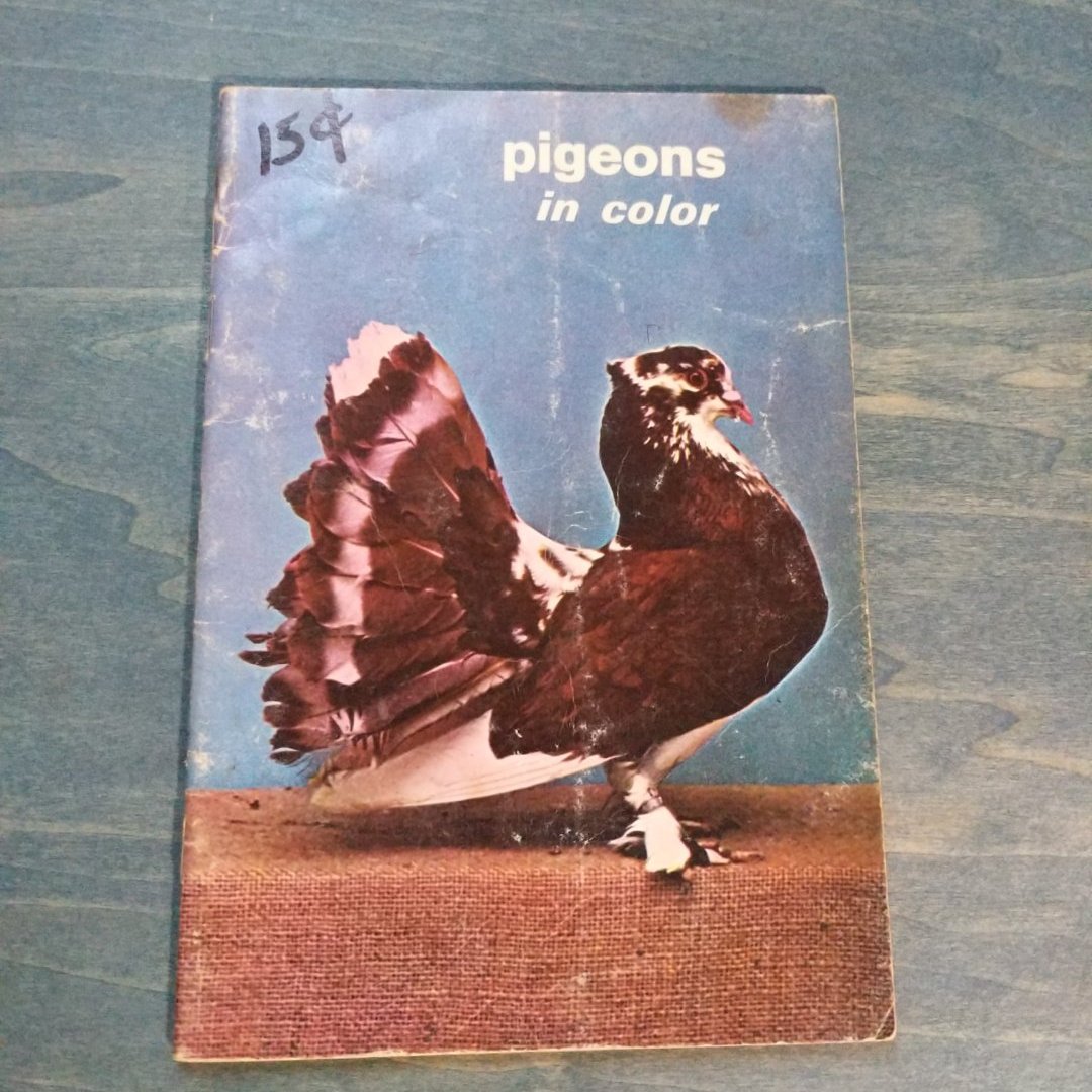 Pigeons in Color
