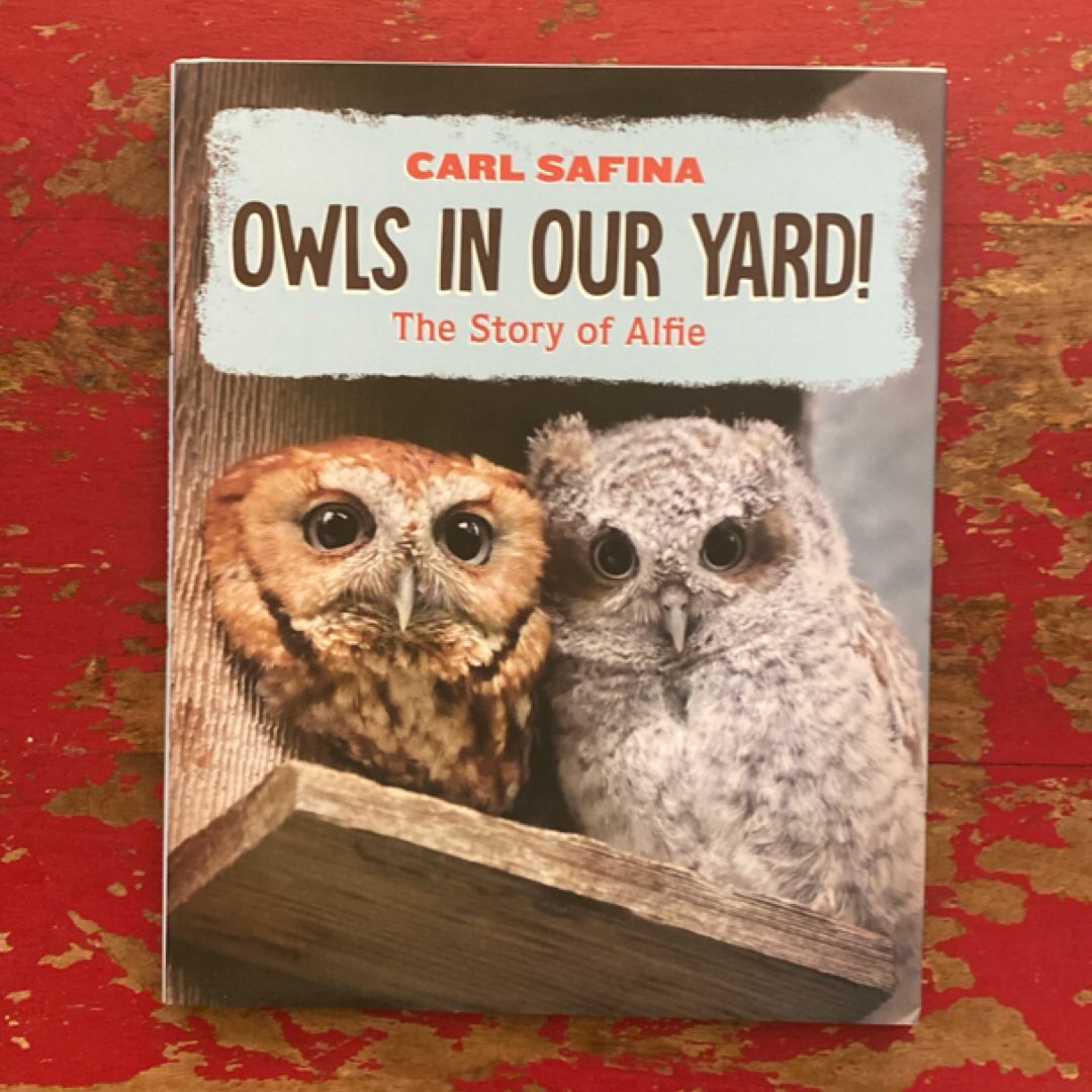 Owls in Our Yard!