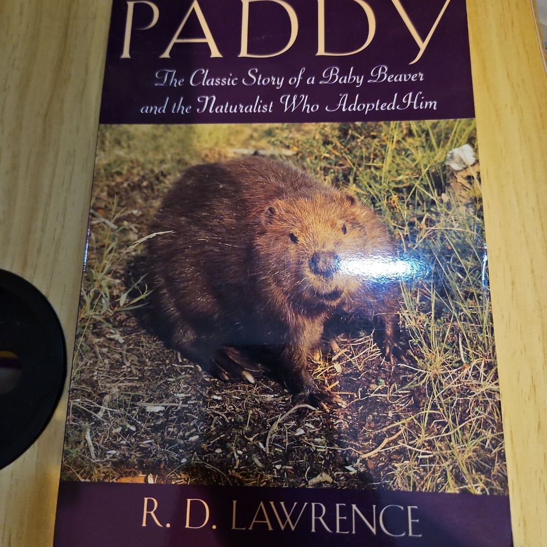 Paddy