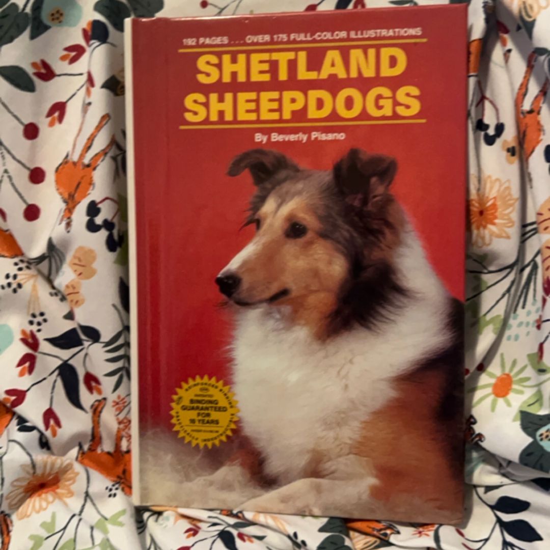Shetland Sheepdogs