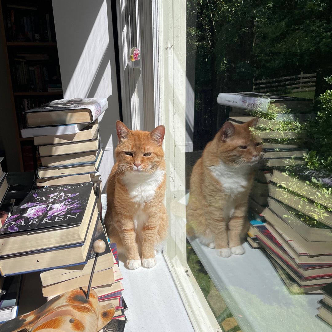 Ginger’s Novel Shop