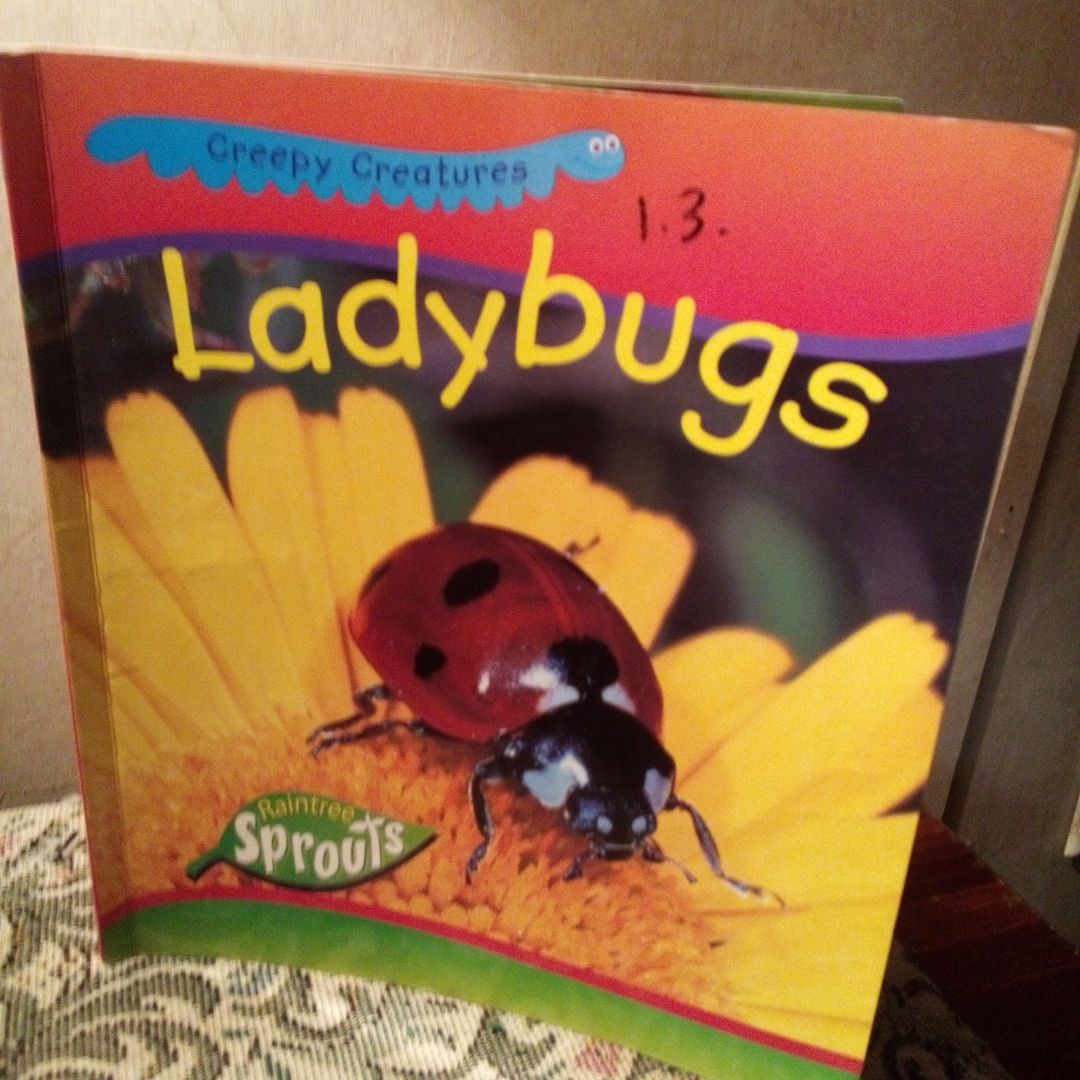 Ladybugs