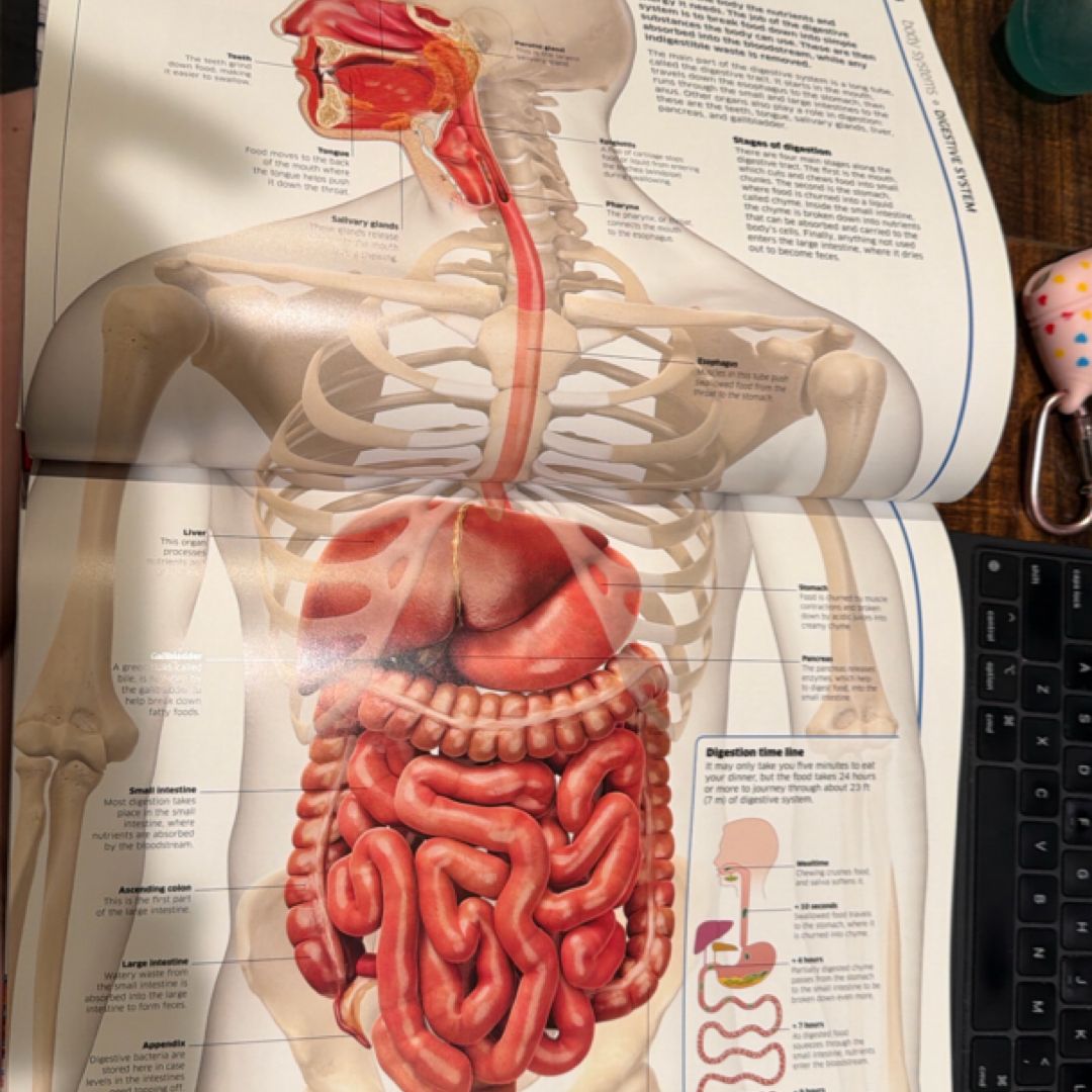 Knowledge Encyclopedia Human Body! by DK, Smithsonian Institution