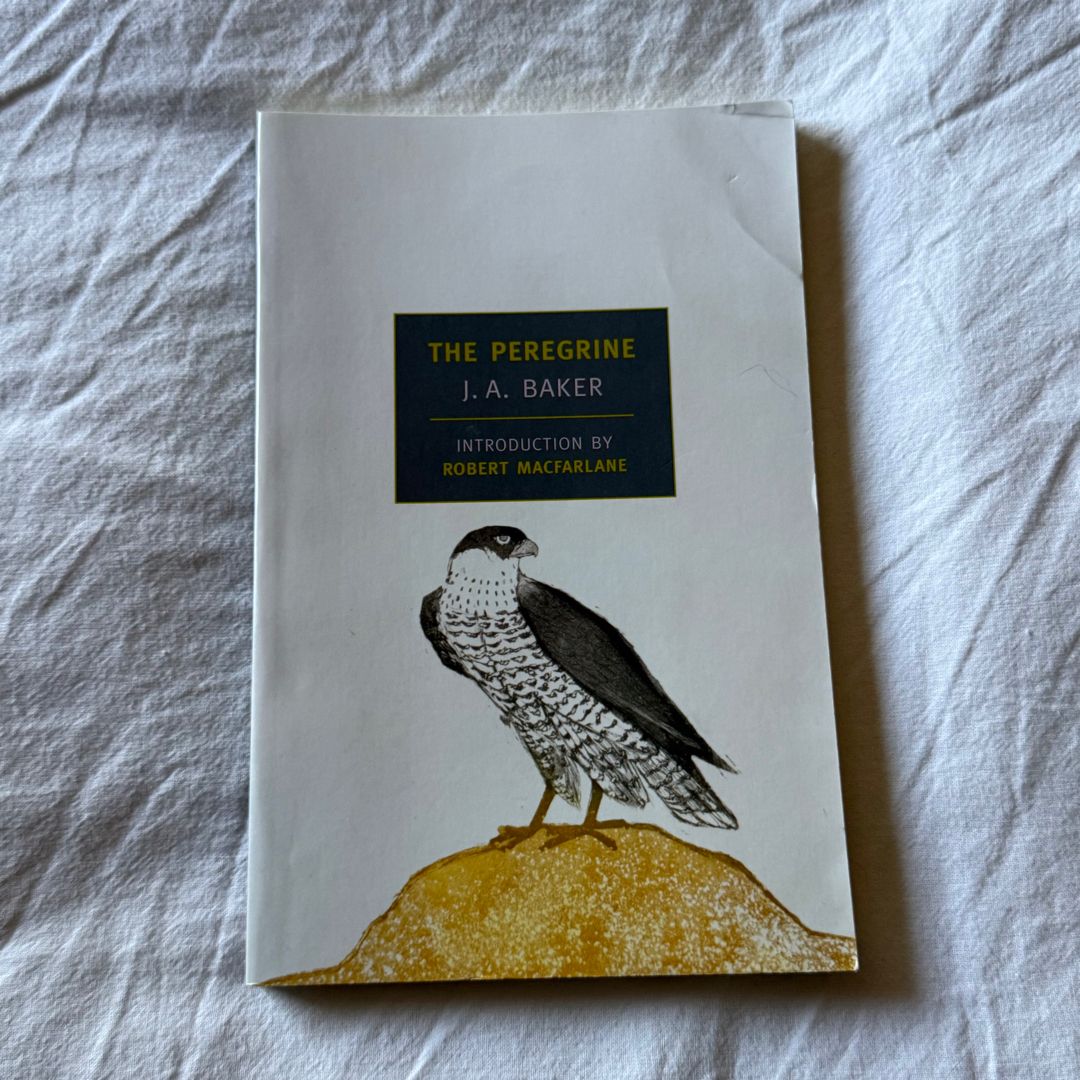 The Peregrine