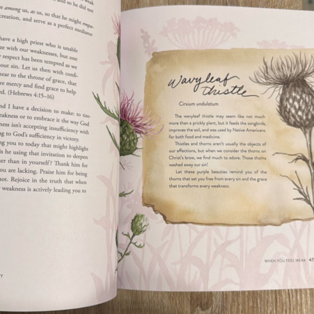 The Way of the Wildflower