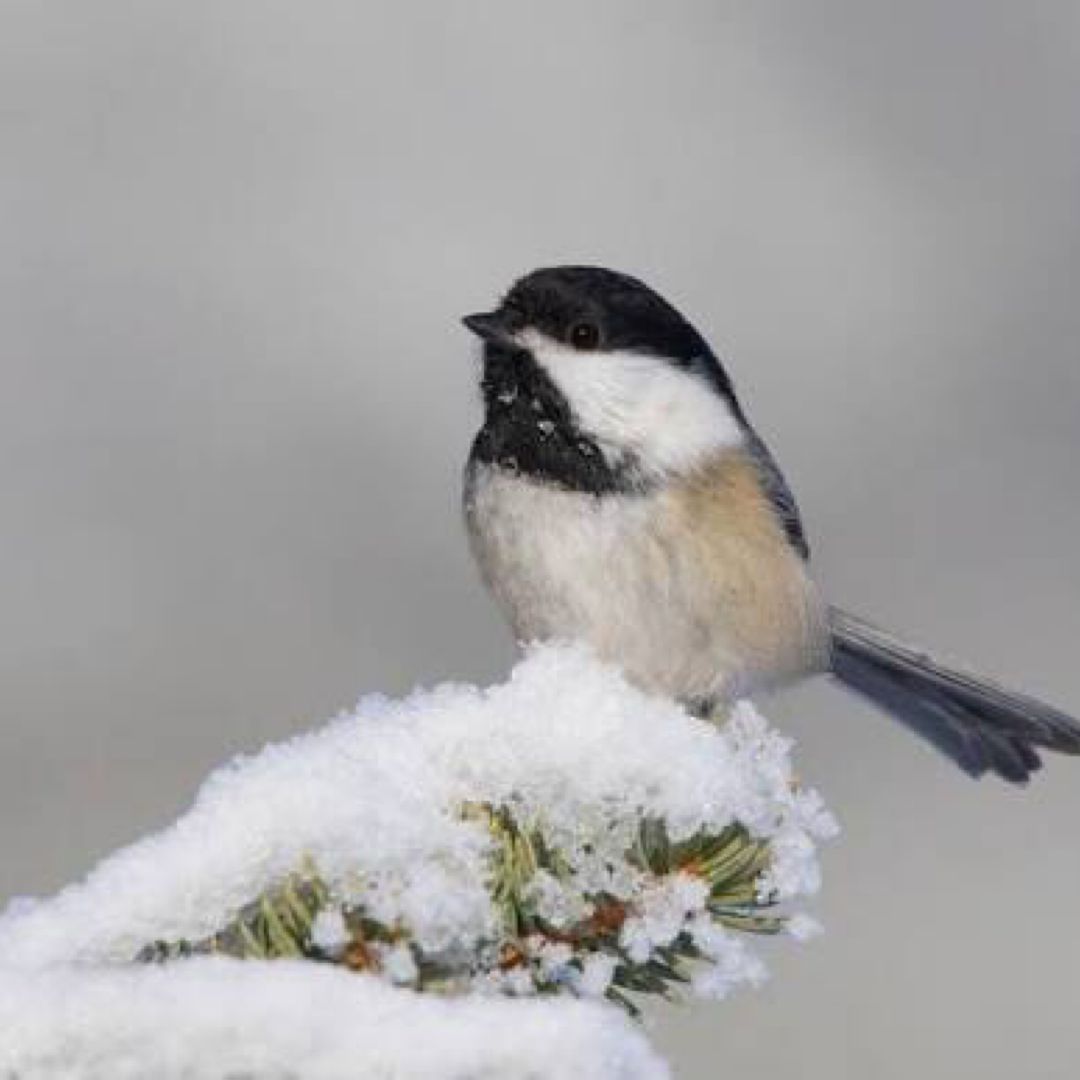 Chickadee Books