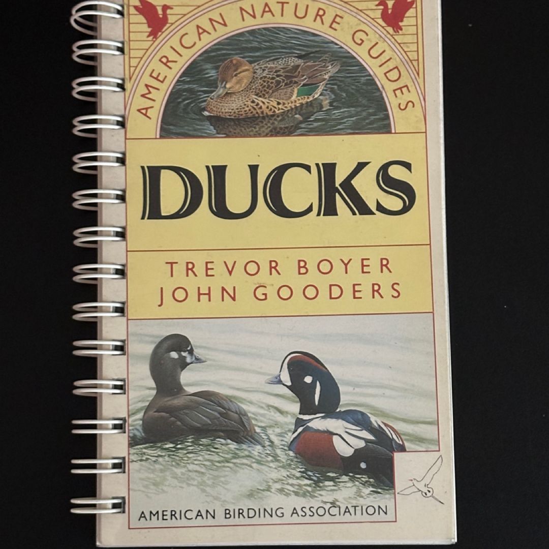Ducks