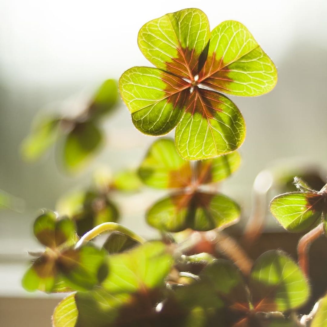 Shamrock☘️