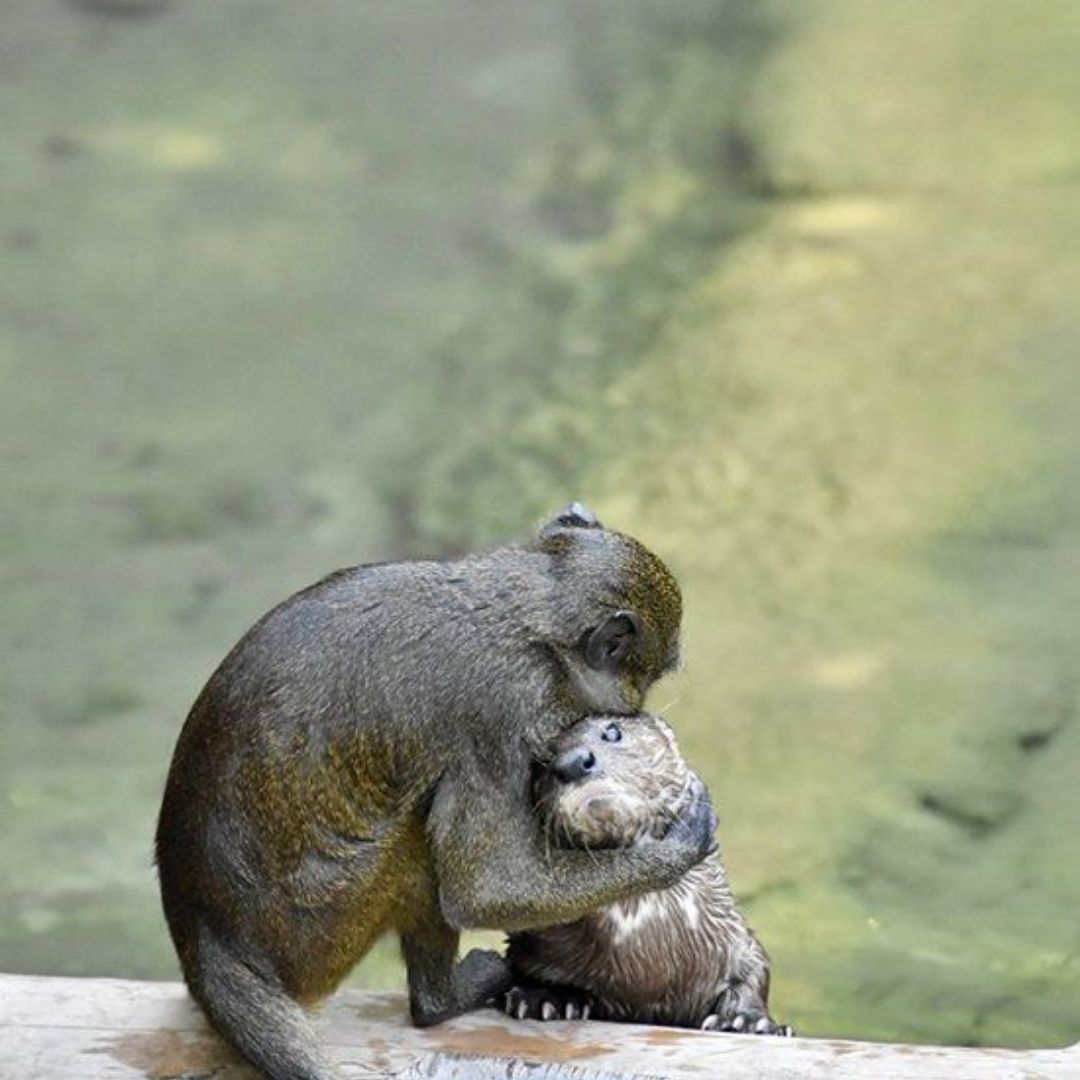 The Adventures of Chapterz and Chai