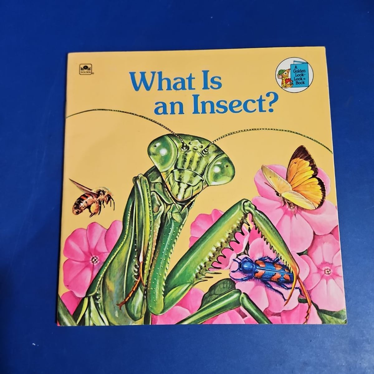 What Is an Insect? by