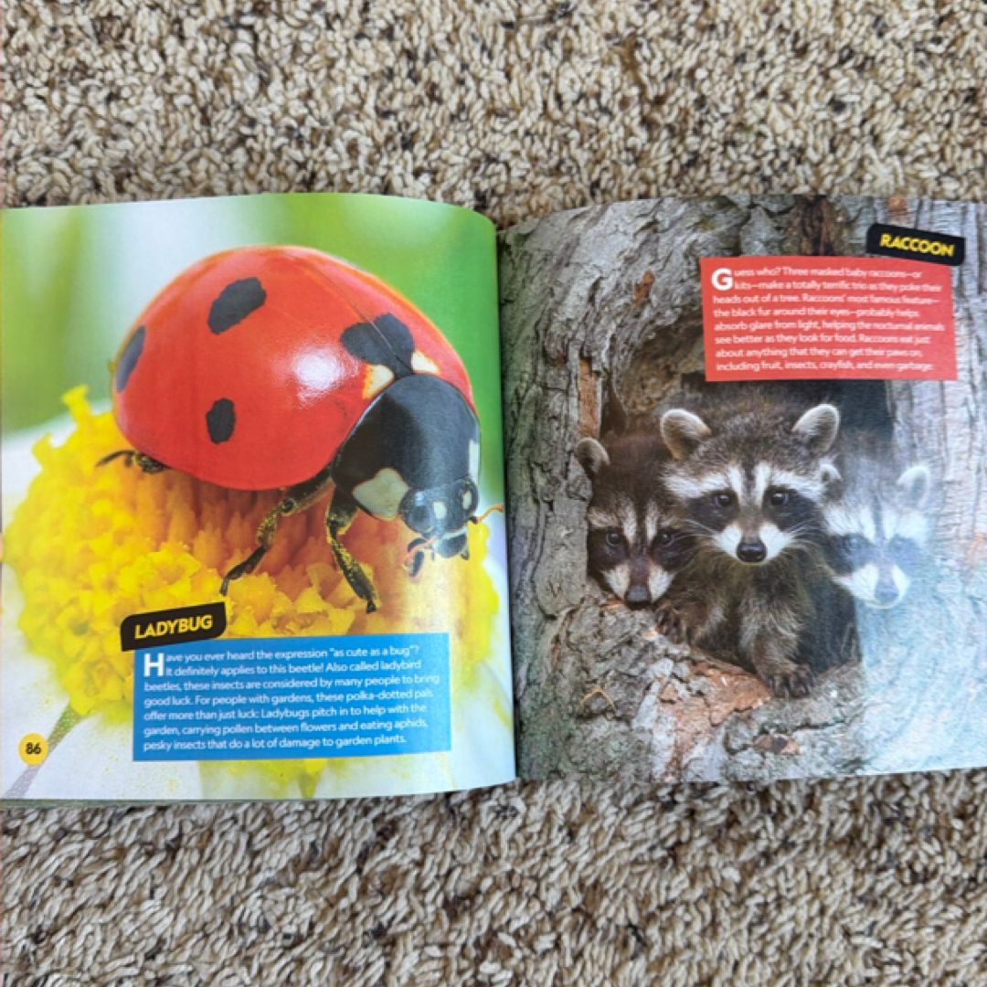 Cutest Animals on the Planet