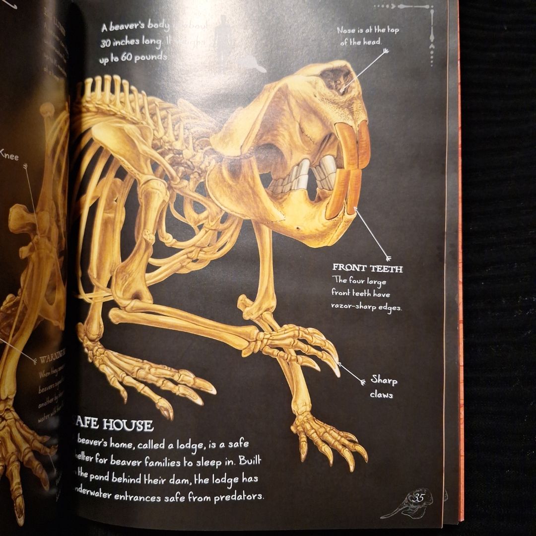 Bone Collection: Animals by Rob Colson
