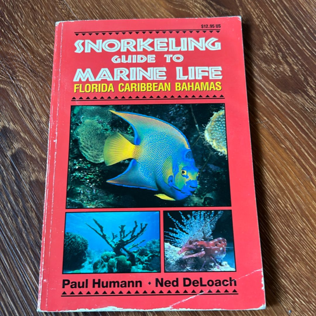 Snorkeling Guide to Marine Life