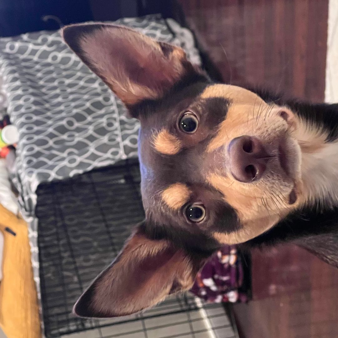 The Only Dog Ears Here are my Dog’s