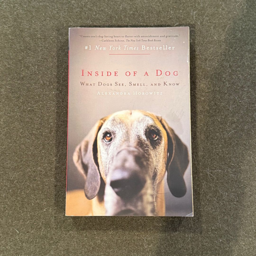 Inside of a Dog