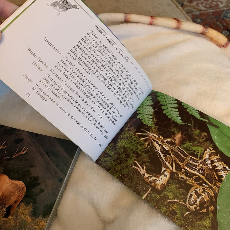 National Audubon Society Pocket Guide to Familiar Mammals