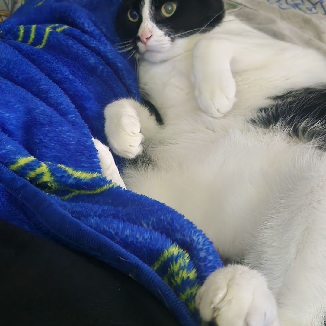 Jack's Purrfect Picks