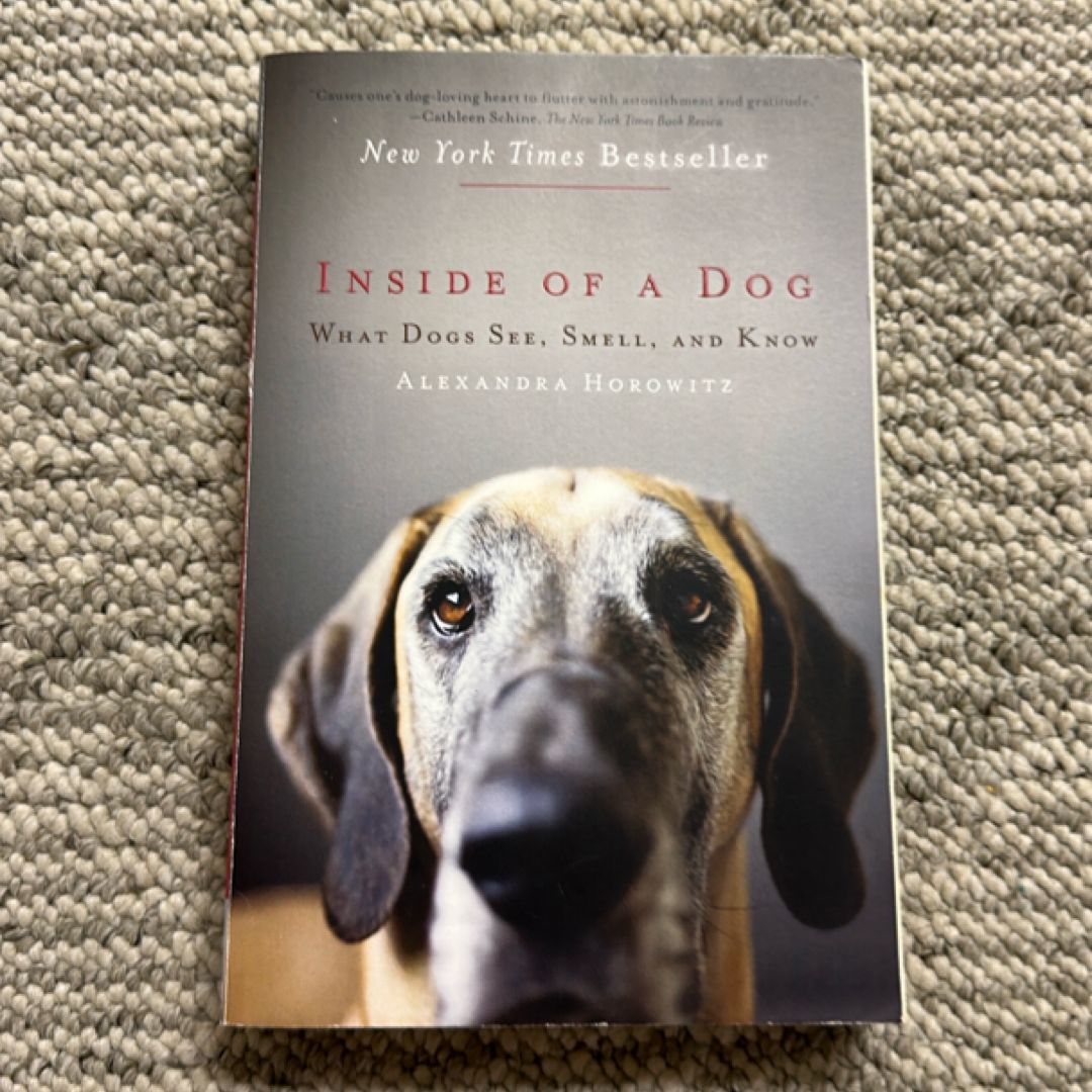 Inside of a Dog