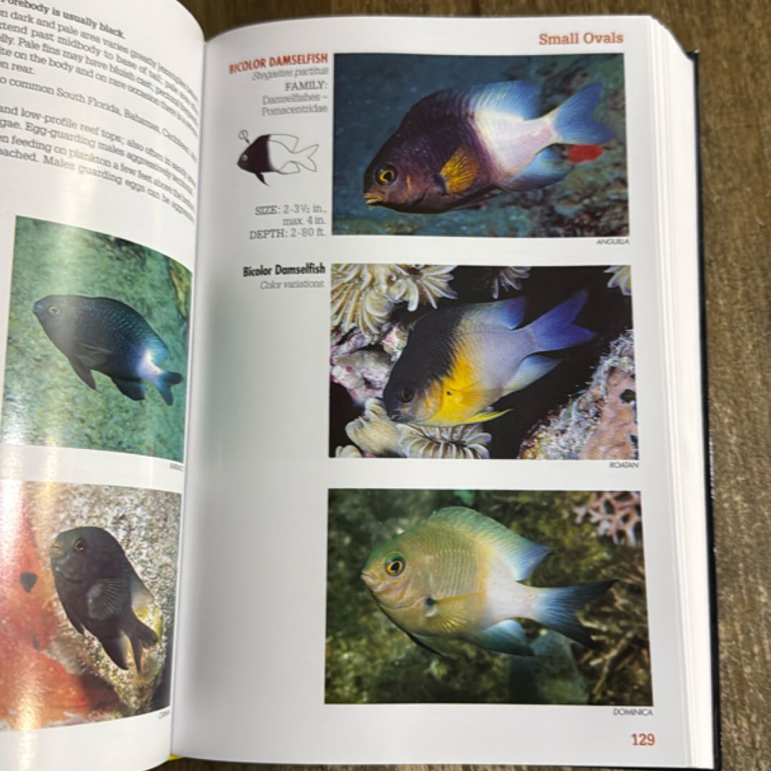 Reef Fish Identification - 4th Edition