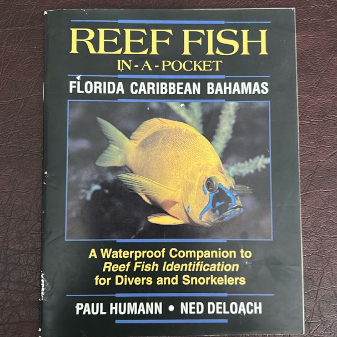 Reef Fish in a Pocket Caribbean
