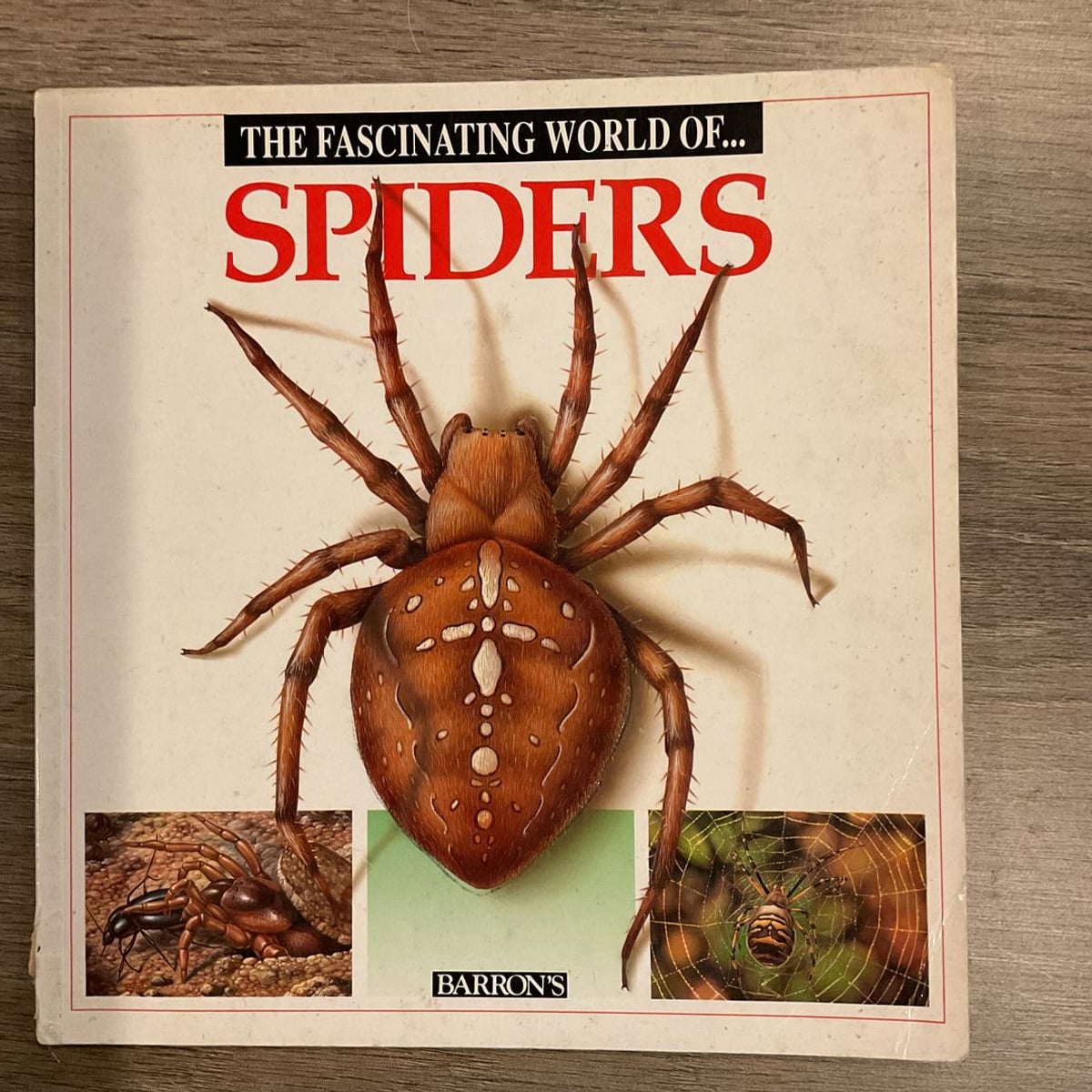Fascinating World of Spiders by Maria Angels Julivert