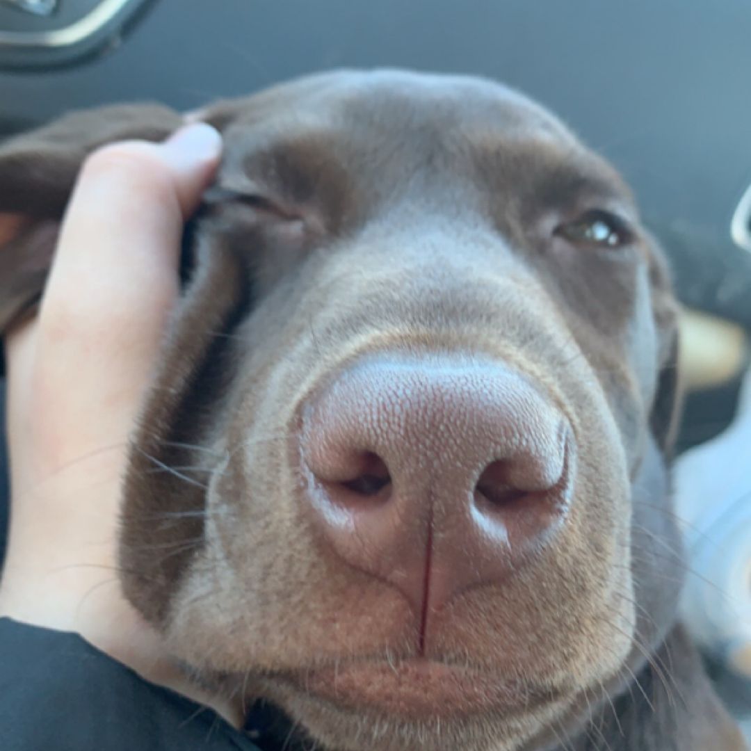 Read With Moose
